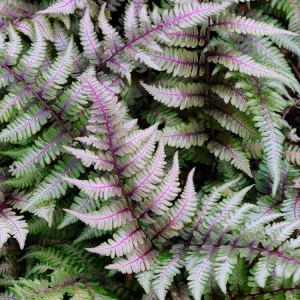 Athyrium niponicum var. pictum 'Red Beauty' (Painted Lady Fern) - 1 Gallon Potted Perennial