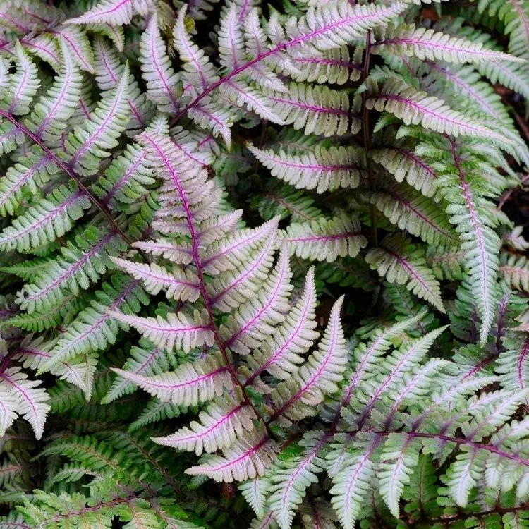 Athyrium niponicum var. pictum 'Red Beauty' (Painted Lady Fern) - 1 Gallon Potted Perennial
