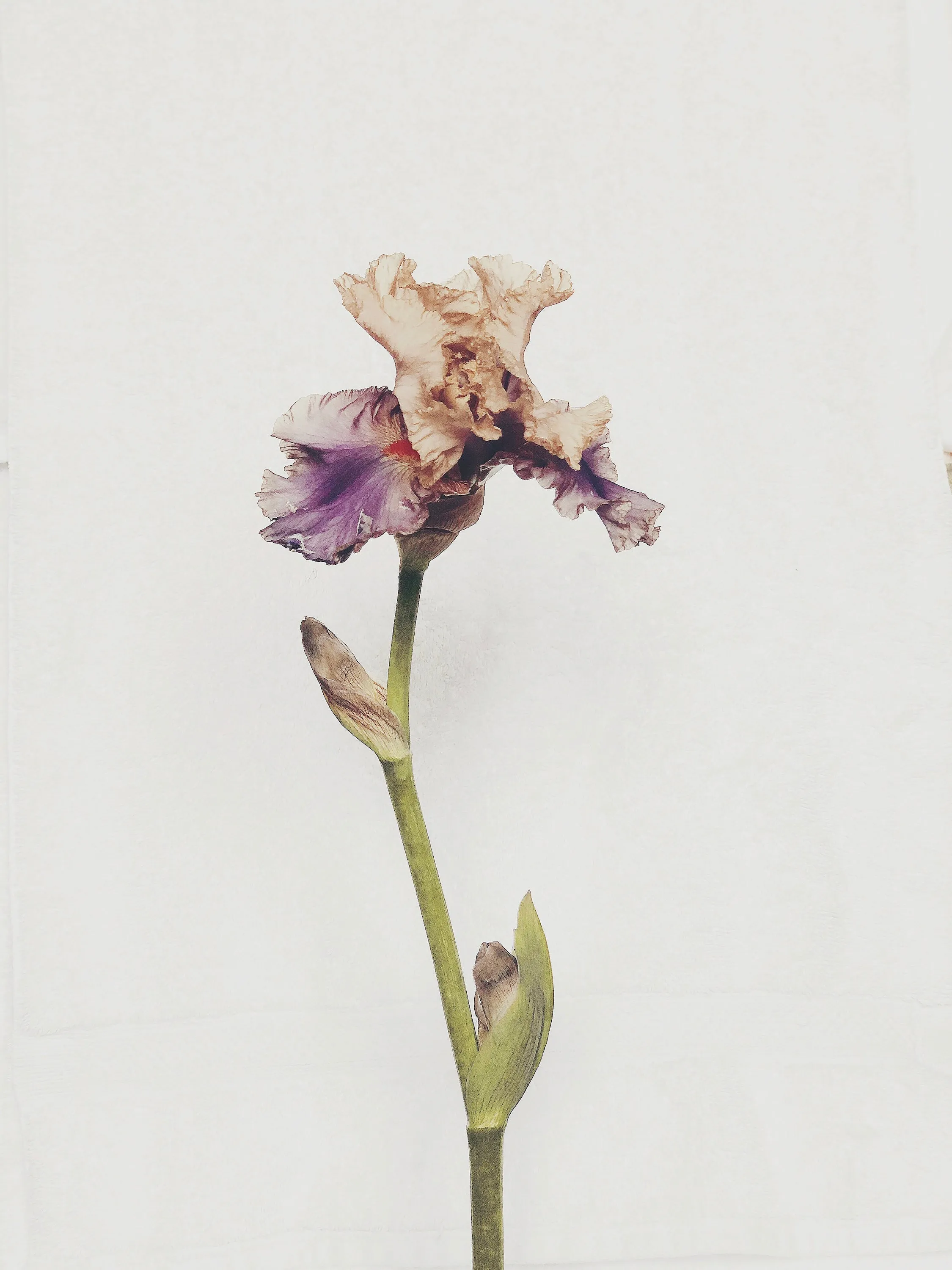 Iris Vibrant Floral Print