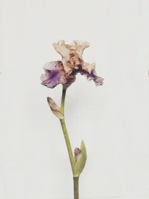 Iris Vibrant Floral Print