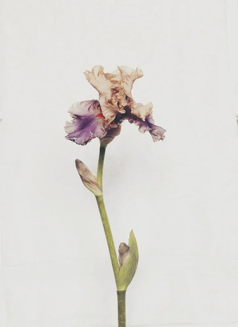 Iris Vibrant Floral Print