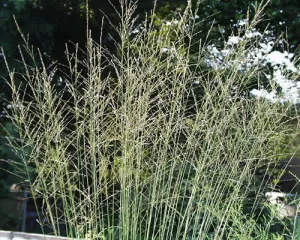 Molinia litoralis Transparent' Tall Purple Moore Grass 'Transparent'